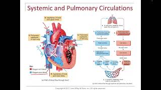 Heart Blood flow through the heart [upl. by Iridis]