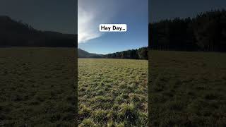 Was a day… goats hay hayday ranchlife farmlife goatfarming goatlife [upl. by Fanchan]