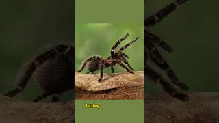 MindBlowing Facts About the BirdEating Spider birdeatingspider spider fascinatingfacts [upl. by Sotnas]