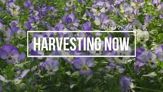 Harvesting Now  Mixed Violas [upl. by Anitap]