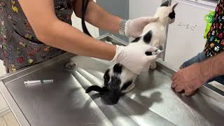 Street Kitten Sisters  Inek amp Tatlim Get Their Combination Vaccine [upl. by Nerraw]