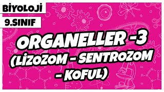 9 Sınıf Biyoloji  Organeller 3 Lizozom – Sentrozom – Koful [upl. by Kopans]