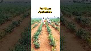 🌶Fertilizer applicationNutrition management in chillisatisfyingexplore [upl. by Ytomit]