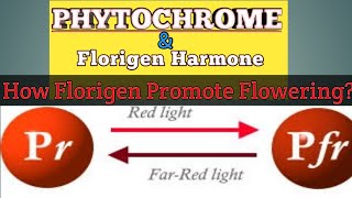 PHYTOCHROME And Florigen Harmone  Box Point [upl. by Oinotnaesoj]