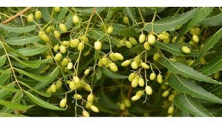 Beneficios Y Usos Del Neem Propiedades Curativas azadirachta indica [upl. by Yrelav]