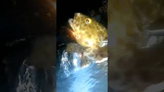 May pang sigang na subscribers fishing mandaragat buhaymandaragat [upl. by Onavlis]