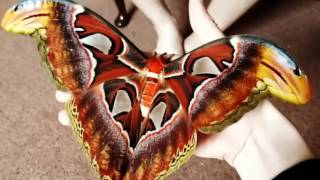 Attacus atlas atlas moth has emerged [upl. by Anegue468]