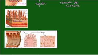 Sistema Digestório  Intestino Delgado  Identificação e Absorção [upl. by Gerri]