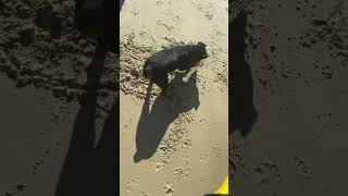 ☀️ rottweiler rottwellier rottweil собака блог блогерство животные собакаприколы [upl. by Armillda]