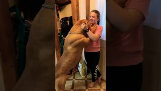 Unbelievable pitbull dogbreed shortsvideo [upl. by Nnawtna]