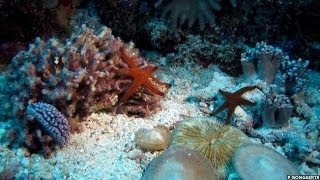 STUNNING TIMELAPSE SHOWS CORAL REEFS SECRET LIFE ON THE GREAT BARRIER REEF  BBC NEWS [upl. by Rafaellle268]