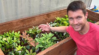 Rhododendron Cuttings are Rooting Like Crazy in My Plant Propagation Frame [upl. by Annal]