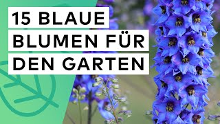 15 blaue Blumen für den Garten 🪻 Standort ✓ Blütezeit ✓ Boden ✓ Wuchshöhe ✓ [upl. by Anoit523]