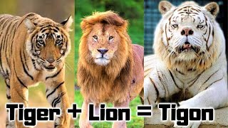 15 New Hybrid Animals Created RecentlyUnbelievable Crossbreeds You Have to See🦁🦄foryou subscribe [upl. by Barn]