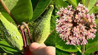 Wild Food Foraging Common Milkweed [upl. by Aridaj]