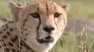 Baby Cheetah Vs Baboon  BBC Wildlife [upl. by Handy266]