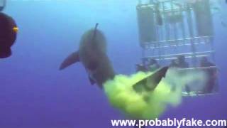 Great White Shark Poops [upl. by Nira]