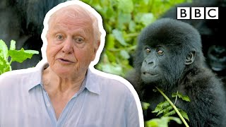 How one community came together to save the gorilla  Extinction The Facts  BBC [upl. by Hurff]