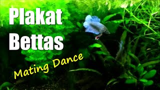 Plakat Bettas  Betta Imbellis  Part 1 [upl. by O'Rourke]