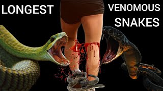 The 6 Longest Venomous Snakes In The World  Top Facts [upl. by Tombaugh]