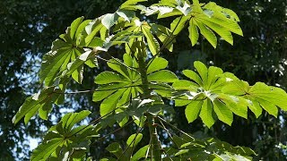 Competition for light the Cecropia tree Competencia por luz  el Guarumo [upl. by Gardner]