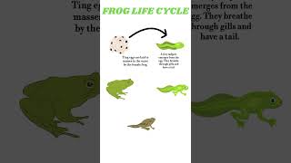 Frog metamorphosis  Tadpole larva to frog  Life cycle of frog  shorts science [upl. by Crosse263]