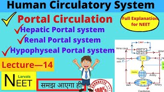 Portal Circulation  Hepatic Portal System  Special Circulation Lecture14  Class11 Biology NEET [upl. by Enirehtac]