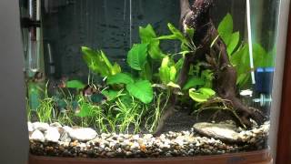 Tiger Barb and Kuhli Loach Tank  Week 1 [upl. by Yusem]