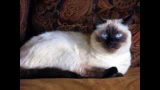 Balinese cat [upl. by Ball]