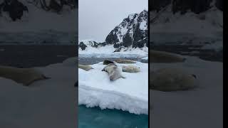 Crabeater seals on a floe [upl. by Morrie]