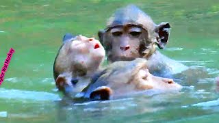 So miserable baby monkey Duke drown into the water really pitiful [upl. by Adlev]