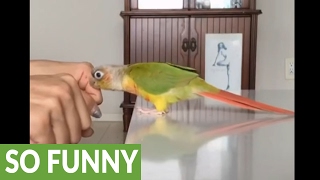 Parrot plays guessing game with owner [upl. by Acinod606]