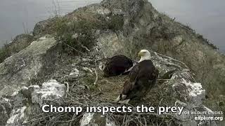 Two Harbors Bald Eagles  Chase Gets The Cholyn Treatment 2223 May 2020 [upl. by Eednarb]