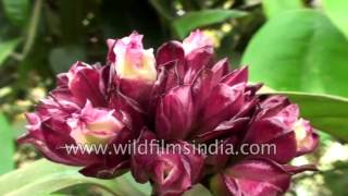 Strophanthus gratus  Climbing Oleander  Flowers of India [upl. by Macnair]