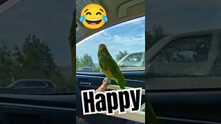 Noone happier than this parrot riding on freeway parrot birds pets [upl. by Nylkcaj118]