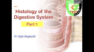 Histology of Digestive System Part 1 [upl. by Fita]