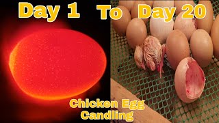 Chicken Egg CandlingDay 1 to Day 20 incubation PeriodVlog74 [upl. by Wilcox]