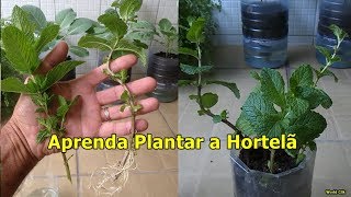 Como plantar a Hortelã em Vaso Auto Irrigável com Garrafa Pet [upl. by Yasdnil302]