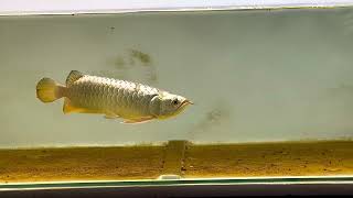 24k Golden Helmet crossback arowana [upl. by Aihseuqram]