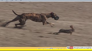 very fast greyhound chasing brown hares [upl. by Dan]