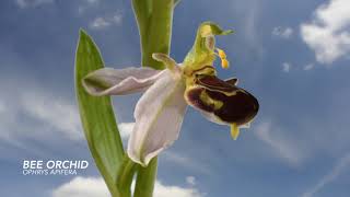 Bee orchid Ophrys apifera flowers opening time lapse filmed over a week cloudy sky superimposed 4K [upl. by Asta]