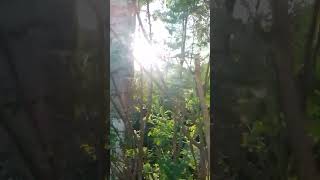 Moringa tree morning abdullahjan ytshorts foryou [upl. by Nylissej]