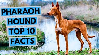 Pharaoh Hound  TOP 10 Interesting Facts [upl. by Ellenar]