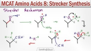 Strecker Synthesis of Alpha Amino Acids [upl. by Nnaarual]