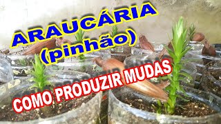 como fazer mudas de Araucária pinhão [upl. by Kirschner191]