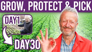 Mastering Lettuce Tips and Tricks for Growing Sowing and Protecting Your Crop [upl. by Florina]