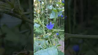 Cichorium intybus  Chicory  Off Grid Gardening [upl. by Meeharb]