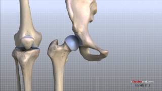 Knee Anatomy Animated Tutorial [upl. by Shiroma139]