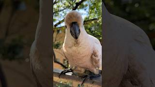 A little mischievous princess Her dirtiness just makes her even cuter ❤️ shorts cockatoo birds [upl. by Aihsoek]