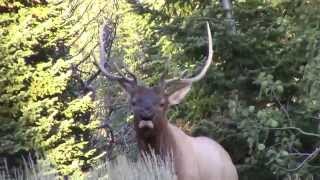 Bow  Rifle Hunting Wyoming Big Game with Trophy Mountain Outfitters [upl. by Giacomo]